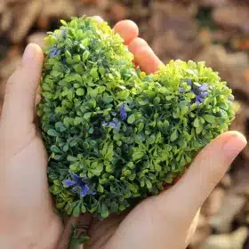 Hands gently cradle a heart-shaped arrangement of lush green leaves with small purple flowers, set against an earthy, blurred background, conveying warmth and care.